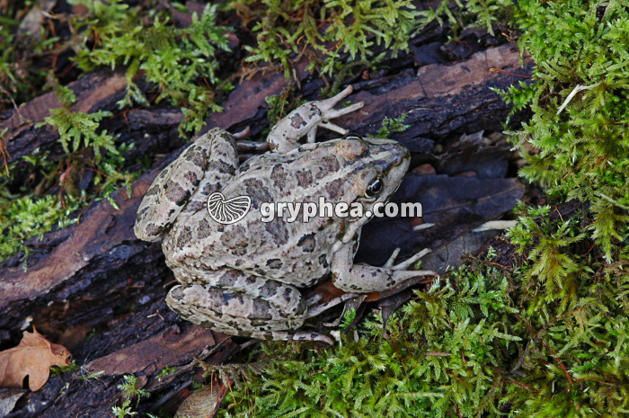 Grenouille - gryphea.org